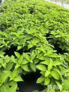 高度30厘米无尽夏绣球