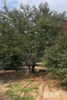 13公分红叶碧桃