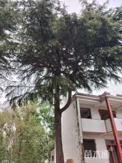 高度1500厘米雪松