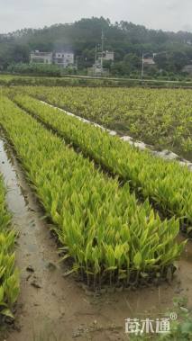 高度30厘米花叶美人蕉