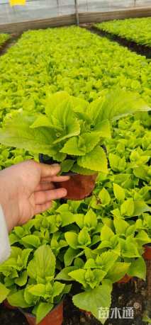 高度20厘米彩叶草