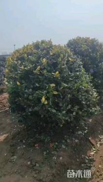 冠幅180厘米金森女贞球