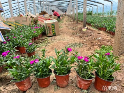 高度15厘米石竹