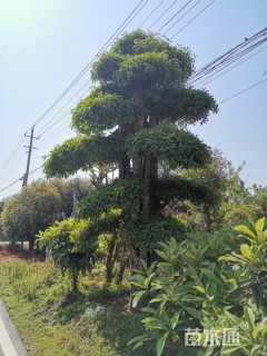造型椤木石楠