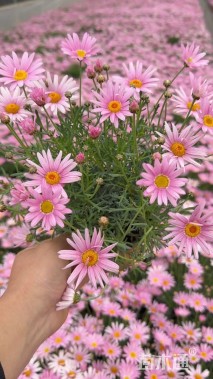 高度20厘米玛格丽特花