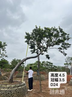 24公分造型铁冬青