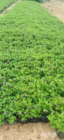 高度20厘米满天星