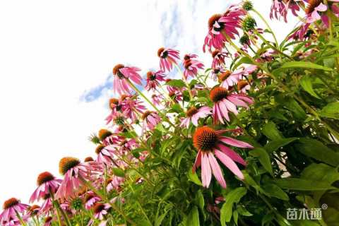 优质松果菊种子