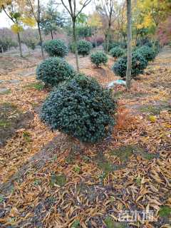 冠幅120厘米无刺枸骨球