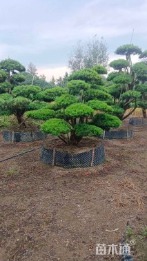 容器苗造型罗汉松