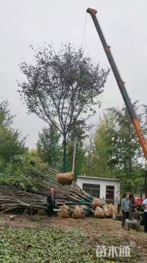 15公分高杆染井吉野樱