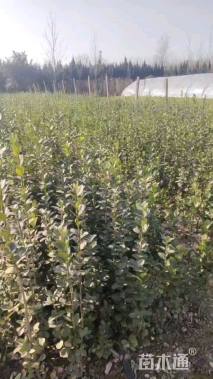 高度60厘米北海道黄杨