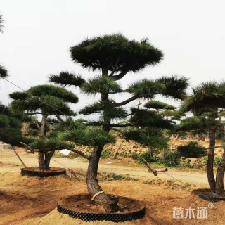 15公分造型黑松