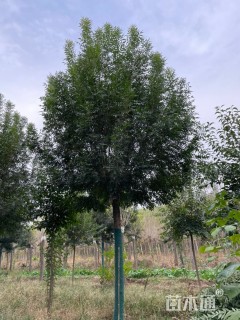 17公分秋紫白蜡
