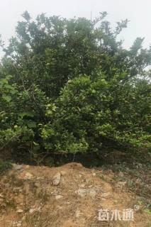 高度350厘米砂糖桔