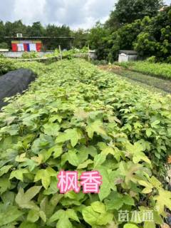 高度30厘米枫香小苗