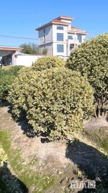 冠幅50厘米金边黄杨球