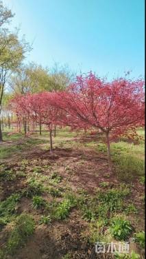 10公分日本红枫