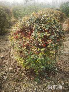 冠幅100厘米火棘球