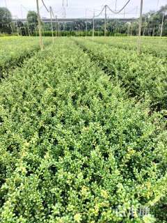 高度35厘米龟甲冬青