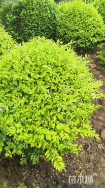 冠幅130厘米大叶黄杨球