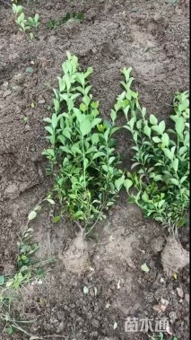 高度40厘米卫矛小苗