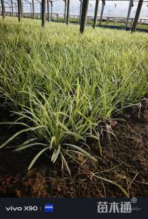 高度18厘米金边麦冬