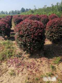 高度80厘米红叶李球