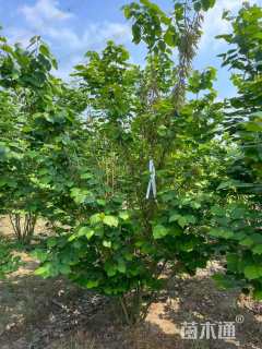 高度280厘米丛生紫荆