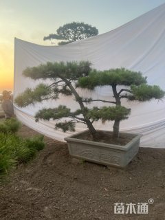 20公分造型黑松