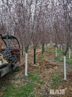 10公分红宝石海棠