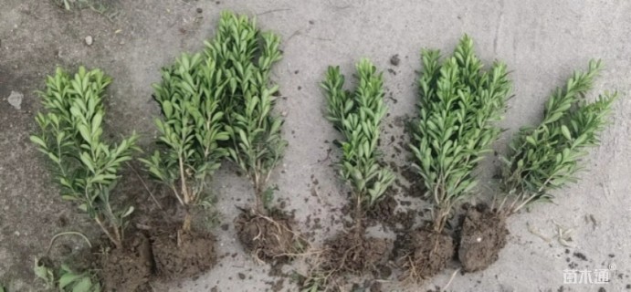 20厘米雀舌黄杨小苗