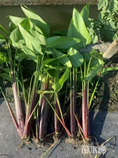 高度70厘米再力花