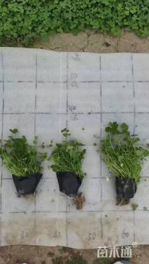 高度10厘米白三叶