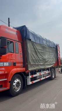 高度30厘米球菊