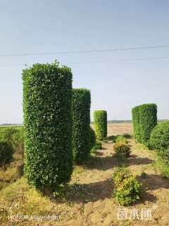 高度250厘米大叶黄杨柱