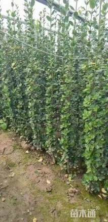 高度60厘米北海道黄杨