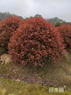冠幅150厘米红叶石楠球