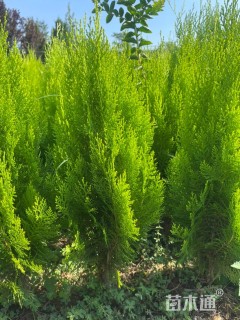 高度45厘米洒金柏