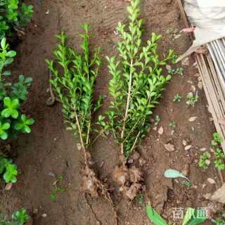 高度20厘米瓜子黄杨