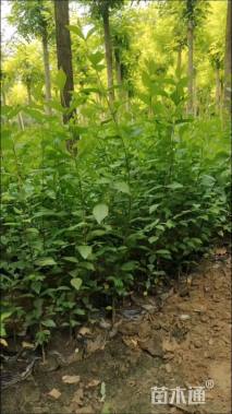 高度100厘米榆树小苗