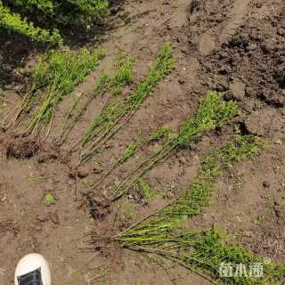 高度50厘米迎春花