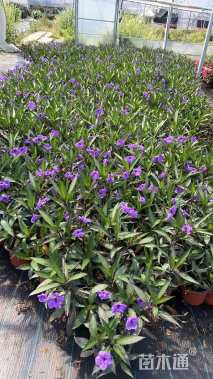 高度20厘米翠芦莉