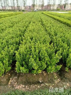 高度20厘米小叶黄杨