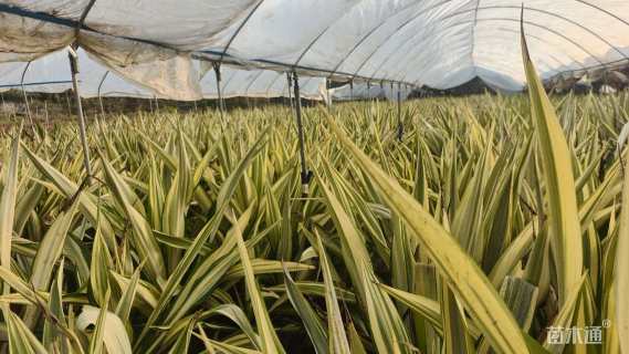 高度50厘米万年麻