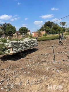 高度40厘米金丝桃小苗