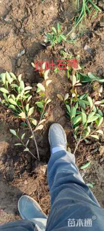 高度50厘米红叶石楠小苗