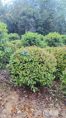 冠幅100厘米红叶石楠球