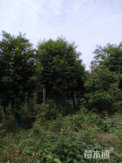 30公分杜英