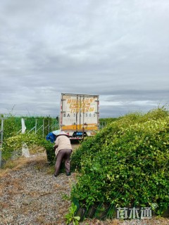 180厘米风车茉莉